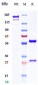 Anti-IL-22 Reference Antibody (fezakinumab)
